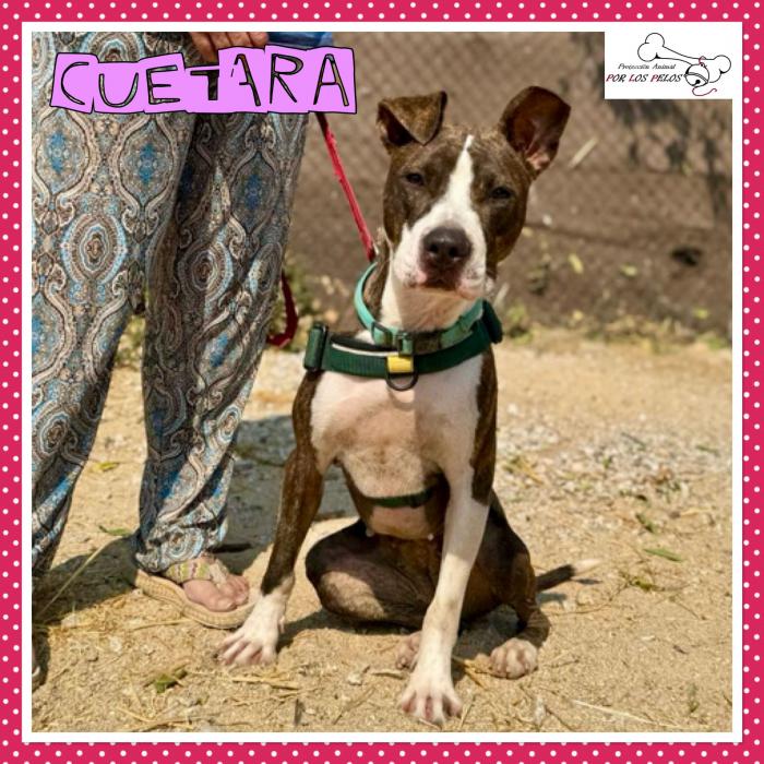 Cuetara