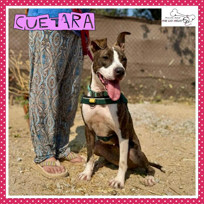 Cuetara