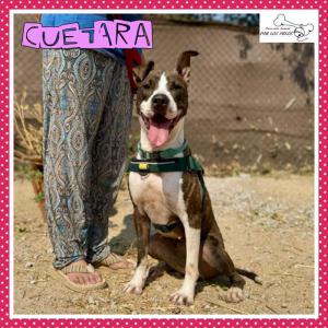 Cuetara