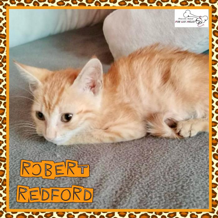Robert Redford