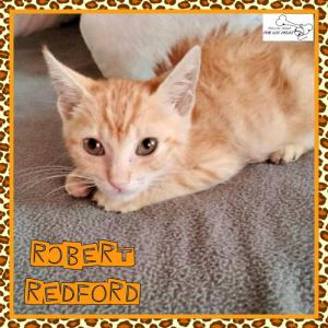 Robert Redford