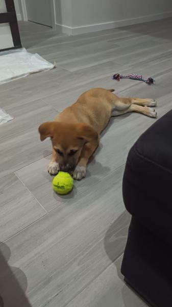 Laika