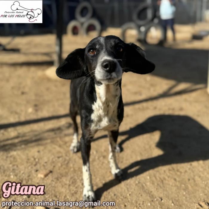 Gitana