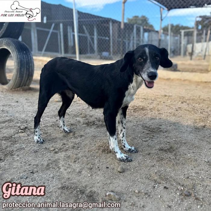 Gitana
