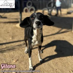 Gitana
