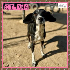 Gitana