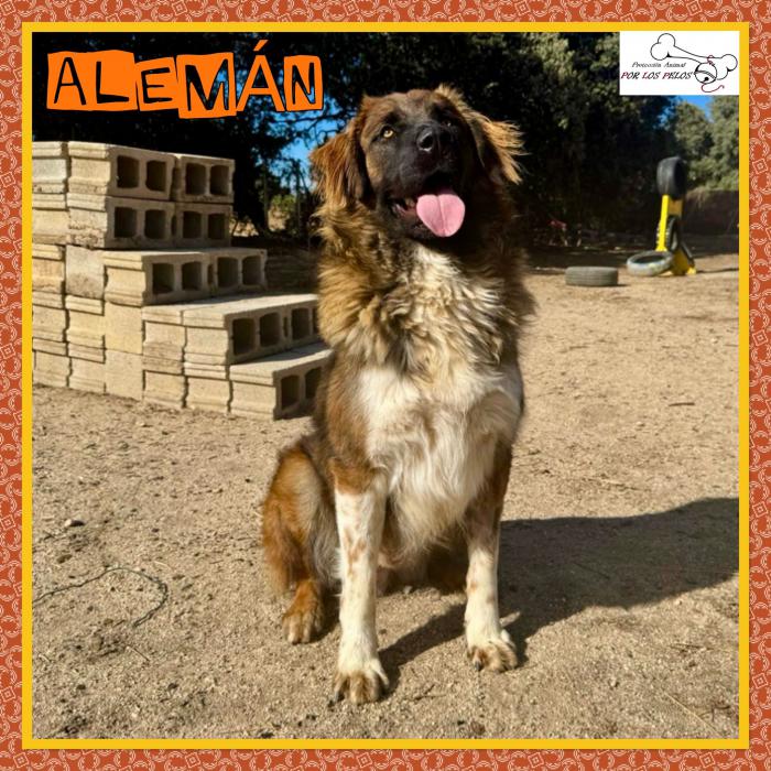 Aleman