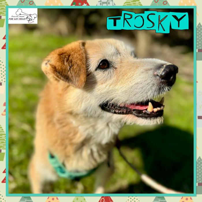 Trosky