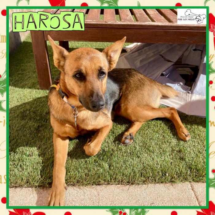 Harosa