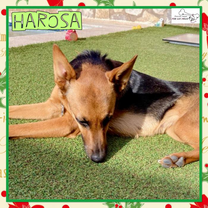 Harosa