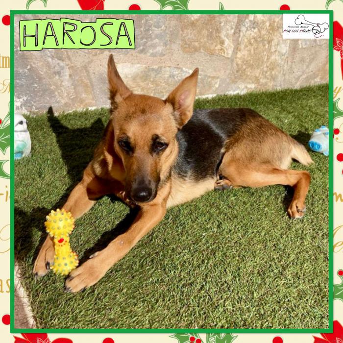 Harosa