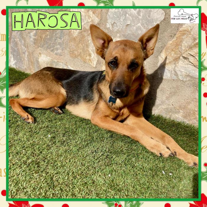 Harosa