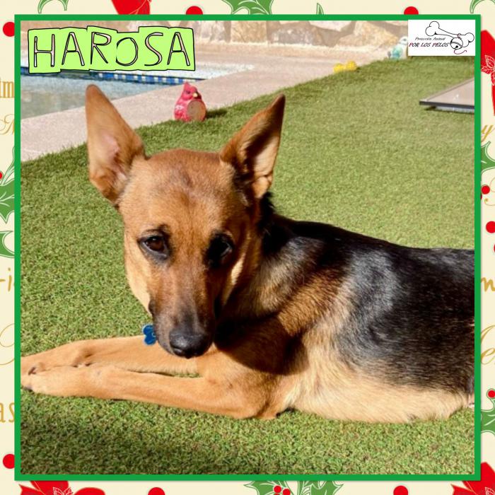 Harosa