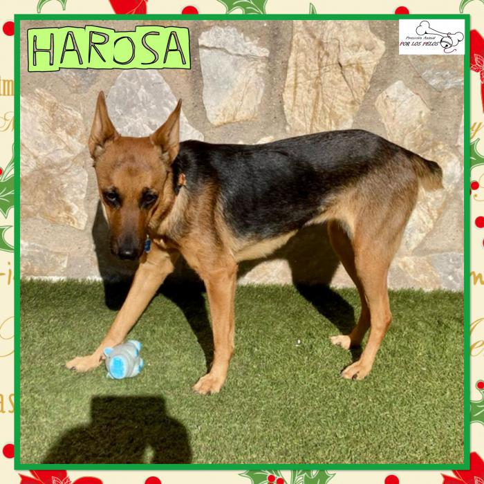 Harosa