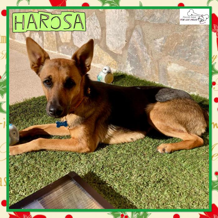 Harosa