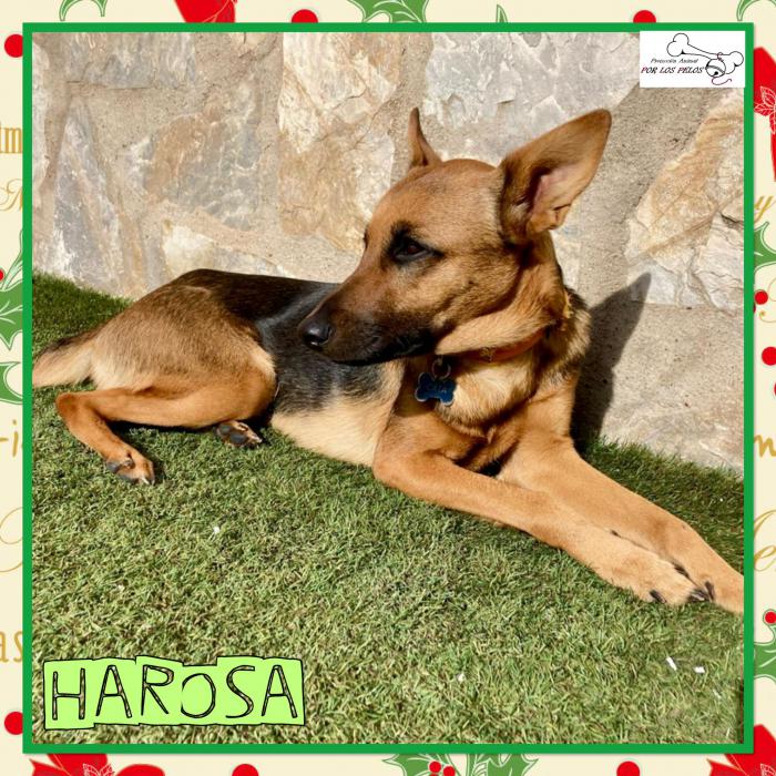 Harosa