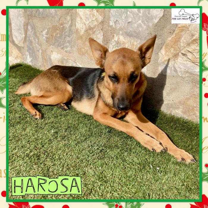 Harosa