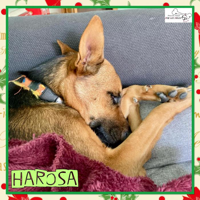 Harosa