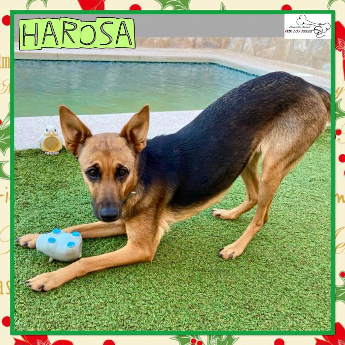 Harosa