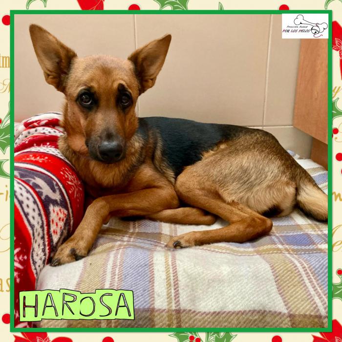 Harosa