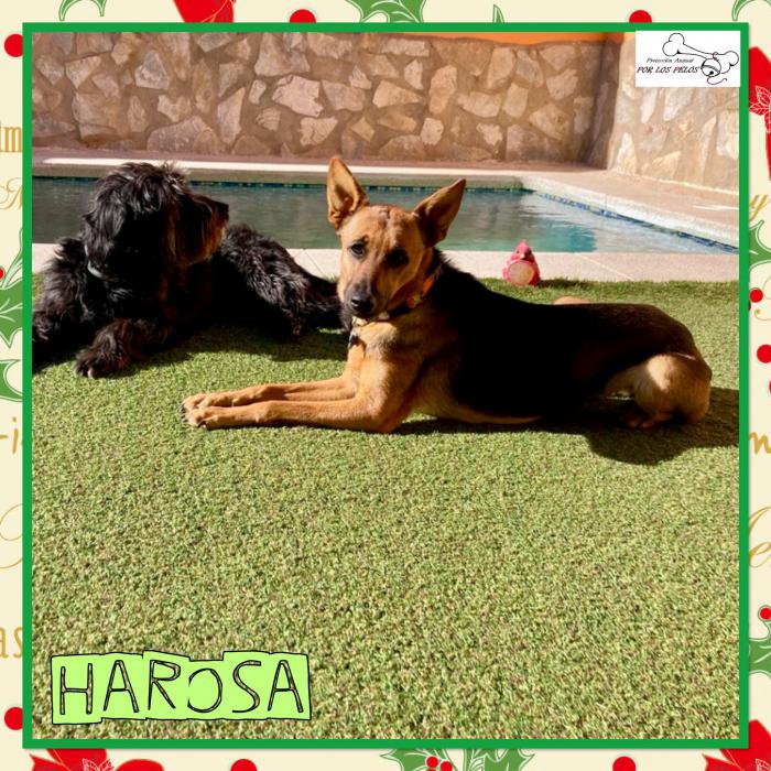 Harosa