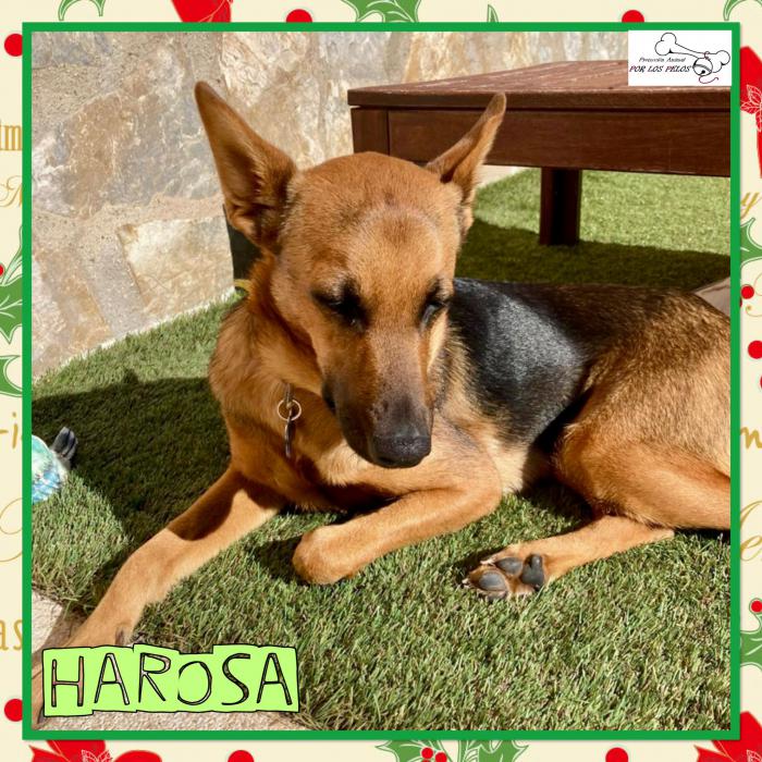 Harosa