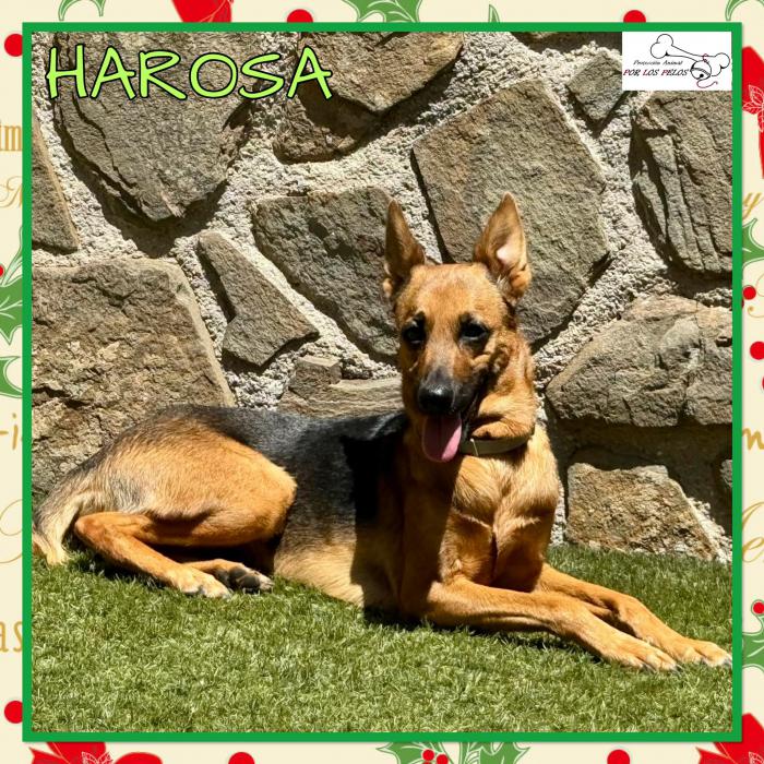 Harosa
