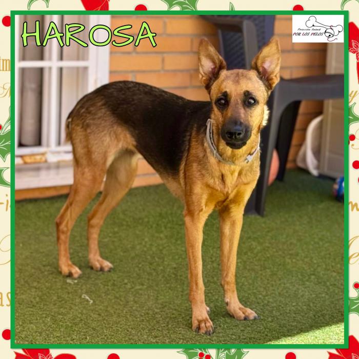 Harosa