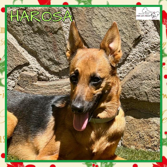 Harosa