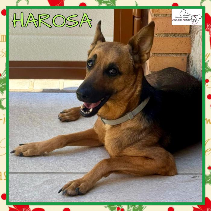 Harosa