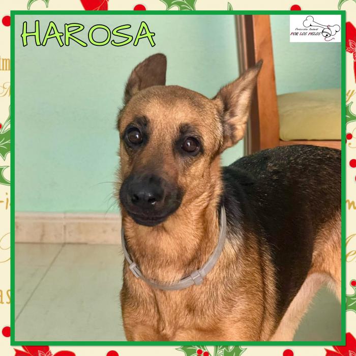 Harosa