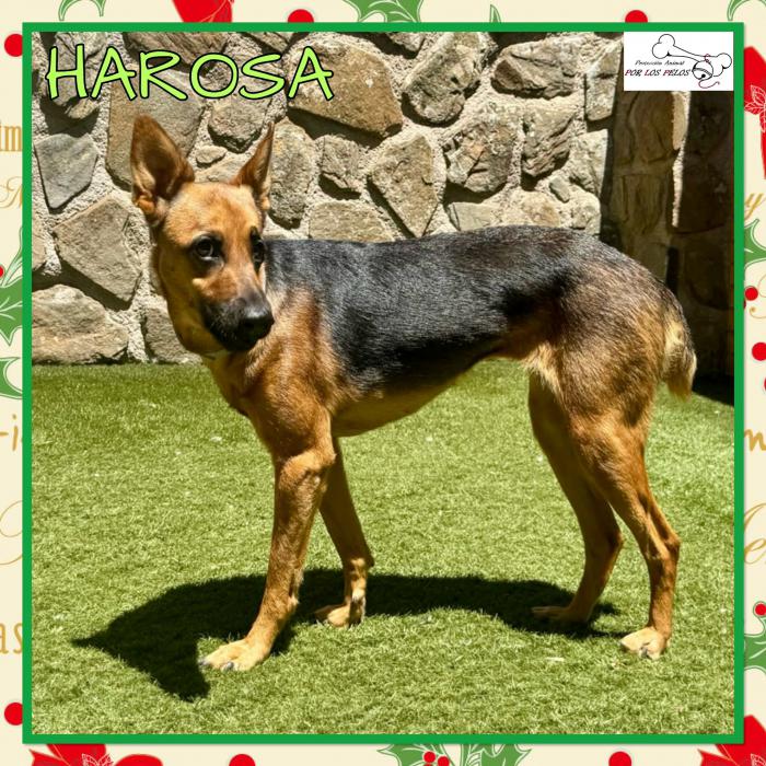 Harosa