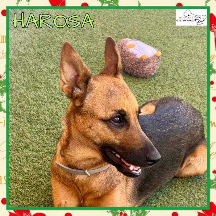 Harosa