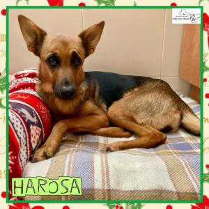 Harosa
