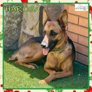 Harosa