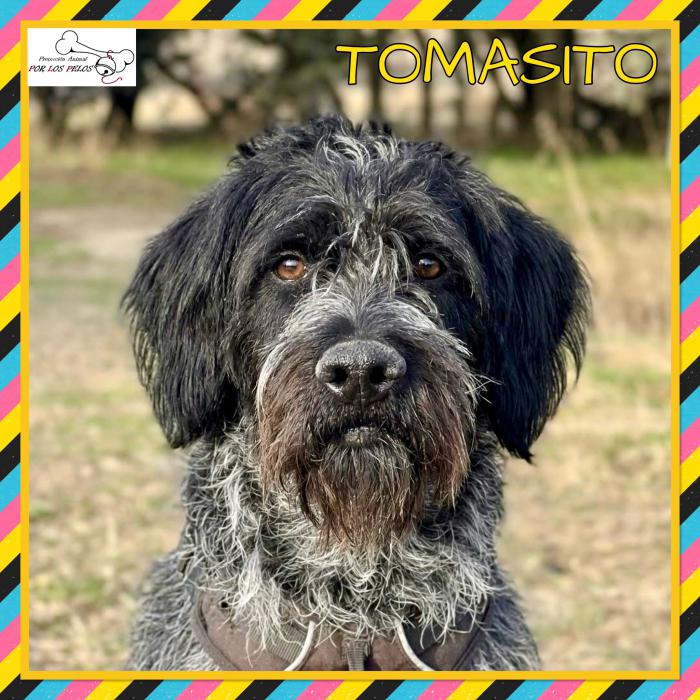 Tomasito