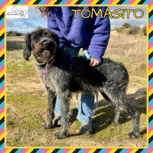 Tomasito