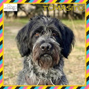 Tomasito