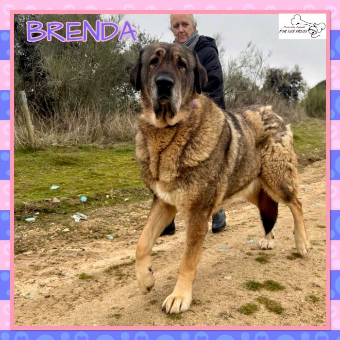 Brenda