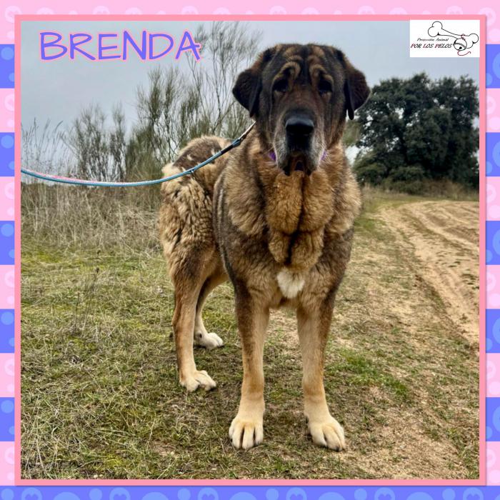 Brenda