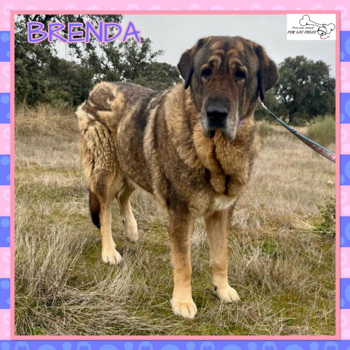 Brenda