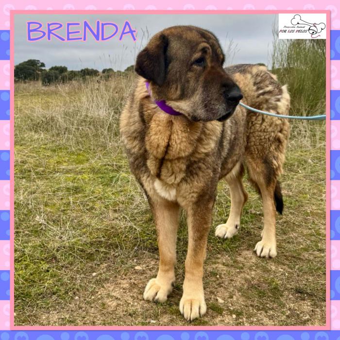 Brenda