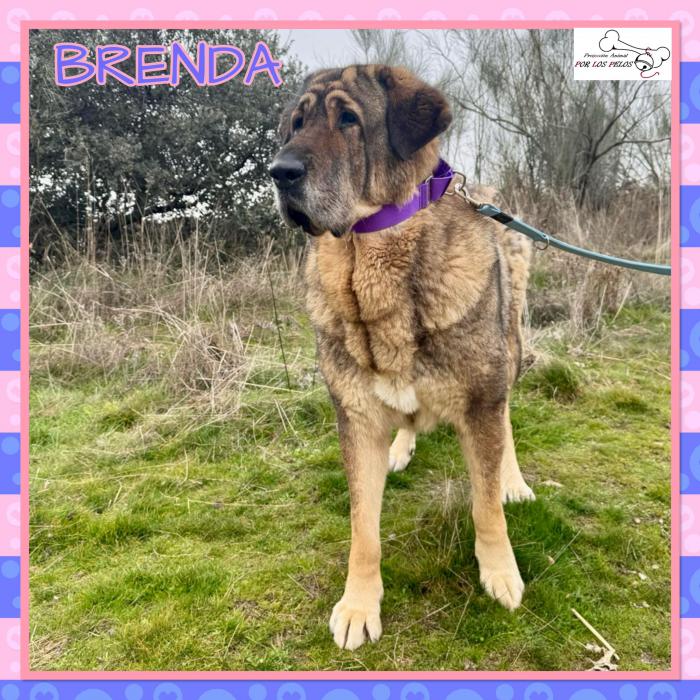 Brenda