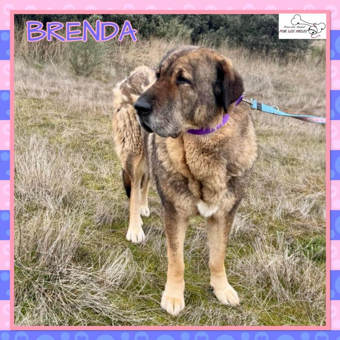 Brenda