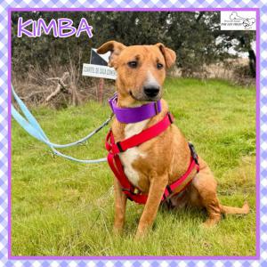 Kimba
