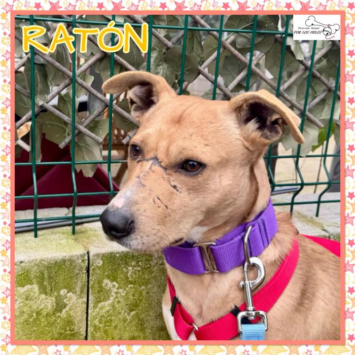 Rat&oacute;n