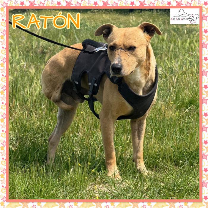 Rat&oacute;n