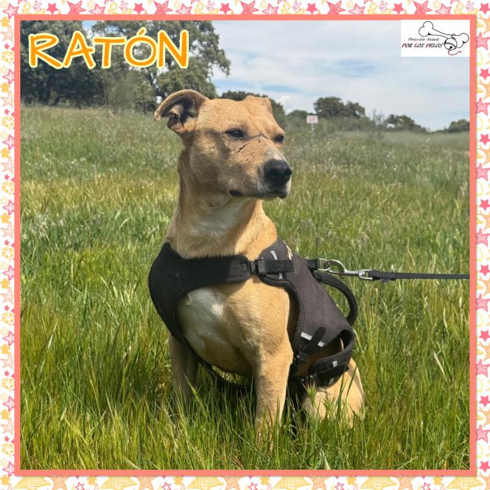 Rat&oacute;n