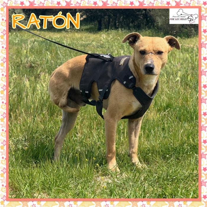 Rat&oacute;n