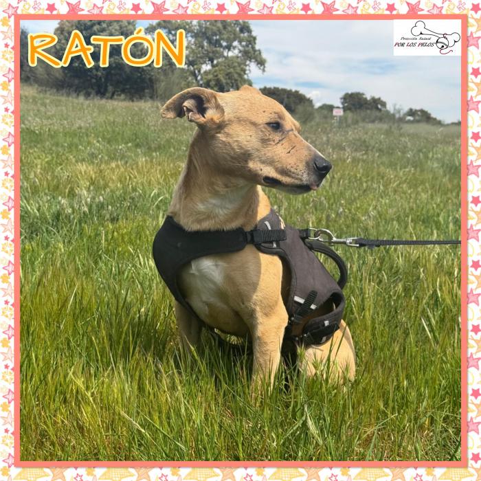 Rat&oacute;n
